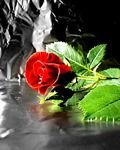 pic for red rose